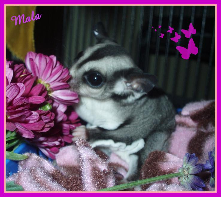 GliderGossip Edible & Nonedible Flowers